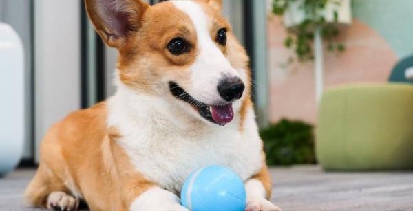 胜宇配资 柯基短腿跑不停，选对玩具大有学问，你家狗狗爱哪个？