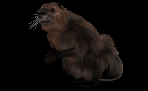 道正网  世界上最笨的动物排名榜单揭晓！